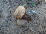 Scleroderma polyrhizum image
