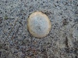 Scleroderma polyrhizum image