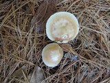 Rhodocollybia butyracea image