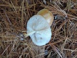 Rhodocollybia butyracea image