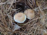 Rhodocollybia butyracea image