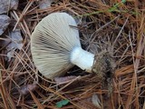 Lactarius chelidonium image
