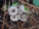 Clitocybe vibecina image