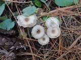 Clitocybe vibecina image