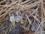 Mycena griseoviridis image