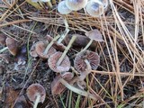 Mycena griseoviridis image