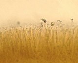 Dacrymyces capitatus image