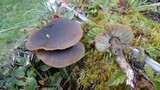 Callistosporium luteo-olivaceum image
