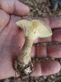 Ampulloclitocybe clavipes image