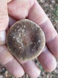 Ampulloclitocybe clavipes image