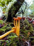 Chrysomphalina aurantiaca image