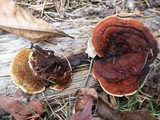 Gloeophyllum sepiarium image