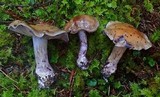 Cortinarius purpurascens image