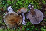 Cortinarius purpurascens image