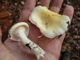 Hygrophorus flavodiscus image