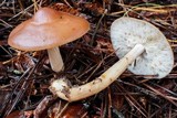 Rhodocollybia butyracea image