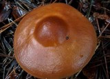 Rhodocollybia butyracea image