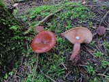 Lactarius rufus image