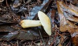 Tricholoma sulphureum image