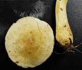 Tricholoma sulphureum image