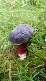 Xerocomellus atropurpureus image