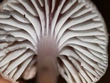 Hygrocybe laeta var. laeta image