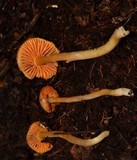 Humidicutis marginata image