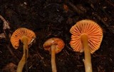 Humidicutis marginata image