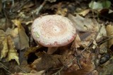 Lactarius subpurpureus image