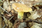 Boletus sensibilis image