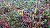 Clavulinopsis fusiformis image
