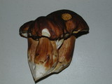 Boletus fibrillosus image