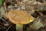 Boletus sensibilis image