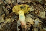 Boletus sensibilis image