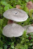 Tricholoma scalpturatum image