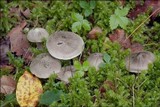 Tricholoma scalpturatum image