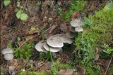 Tricholoma scalpturatum image