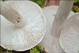 Tricholoma scalpturatum image