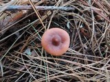 Lactarius oculatus image