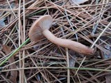 Lactarius oculatus image