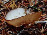 Humaria hemisphaerica image
