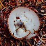 Humaria hemisphaerica image