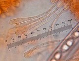 Humaria hemisphaerica image