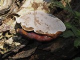 Ganoderma curtisii image