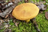 Boletus roxanae image