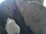 Trametes gibbosa image