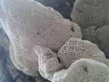 Trametes gibbosa image