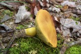 Boletus roxanae image