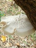 Hypsizygus ulmarius image