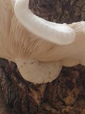 Hypsizygus ulmarius image